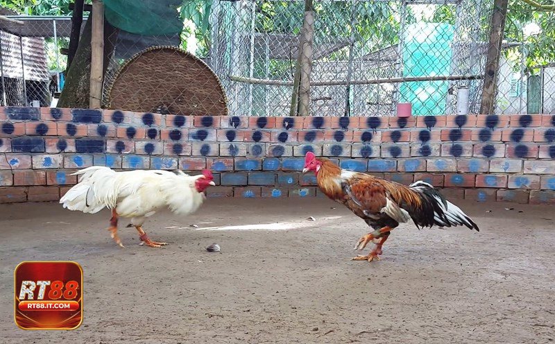 Đá Gà Cựa Sắt - Điểm đặc trưng của hình thức cựa sắt