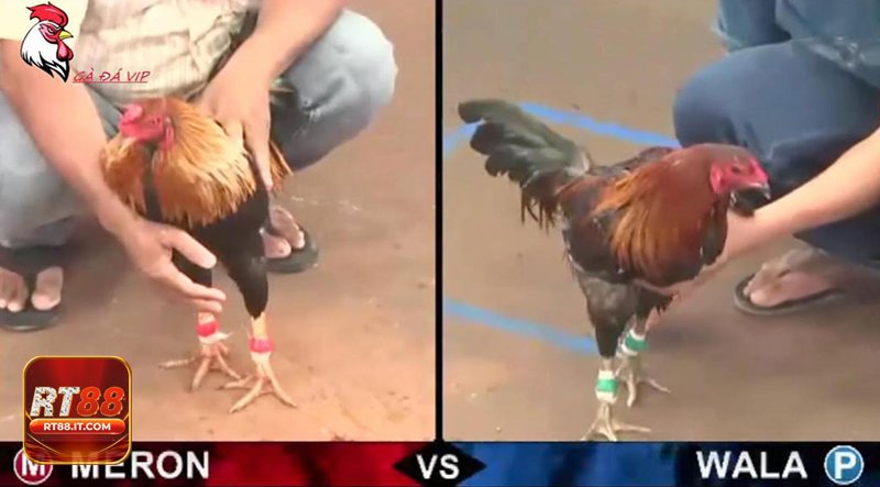 Đá Gà Cựa Sắt - Thời lượng trận đấu và cách xác định kết quả