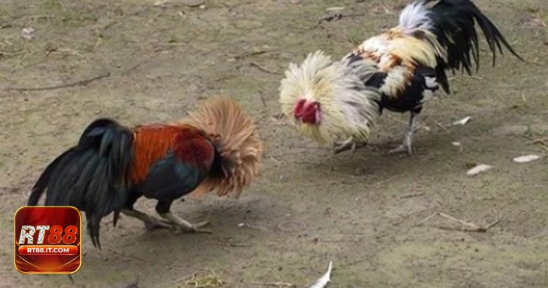 Đá gà rt88 - Đá gà Thomo kịch tính và truyền thống