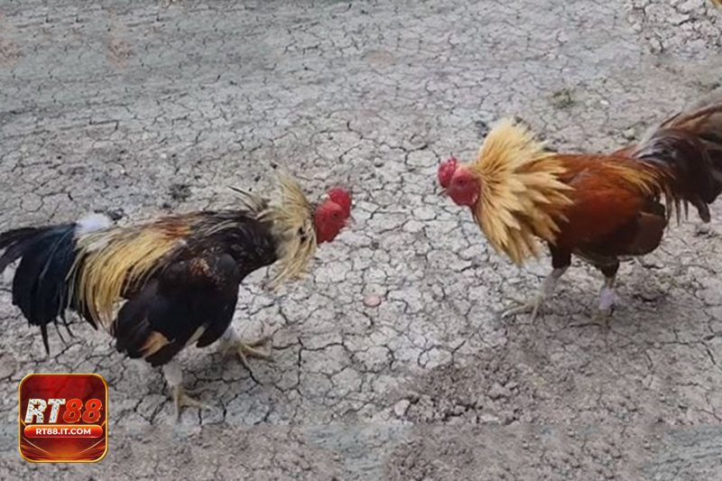 Đá Gà Cựa Sắt - Quản lý vốn để giải trí hiệu quả